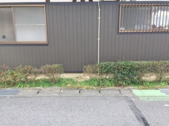 植木