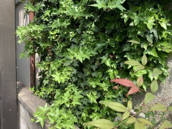 外壁つた