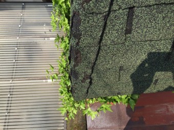 玄関屋根