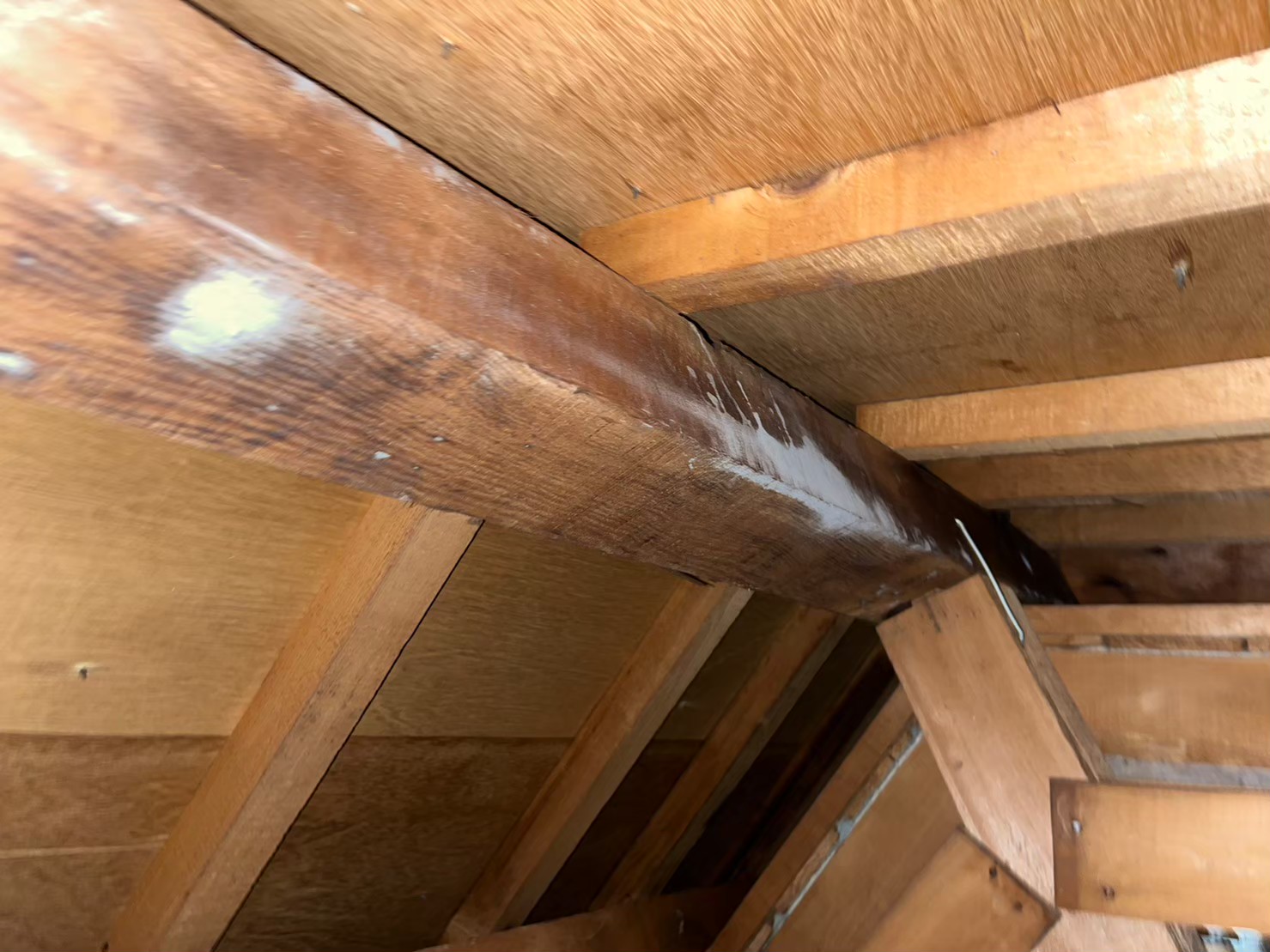 梁に確認されたカビの発生