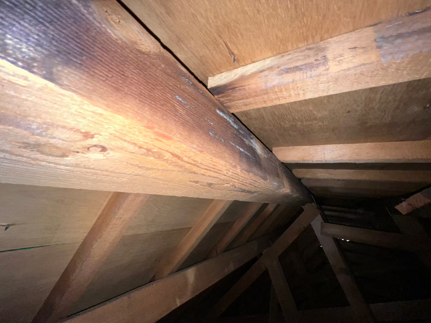 木材表面に広がる変色部分の確認