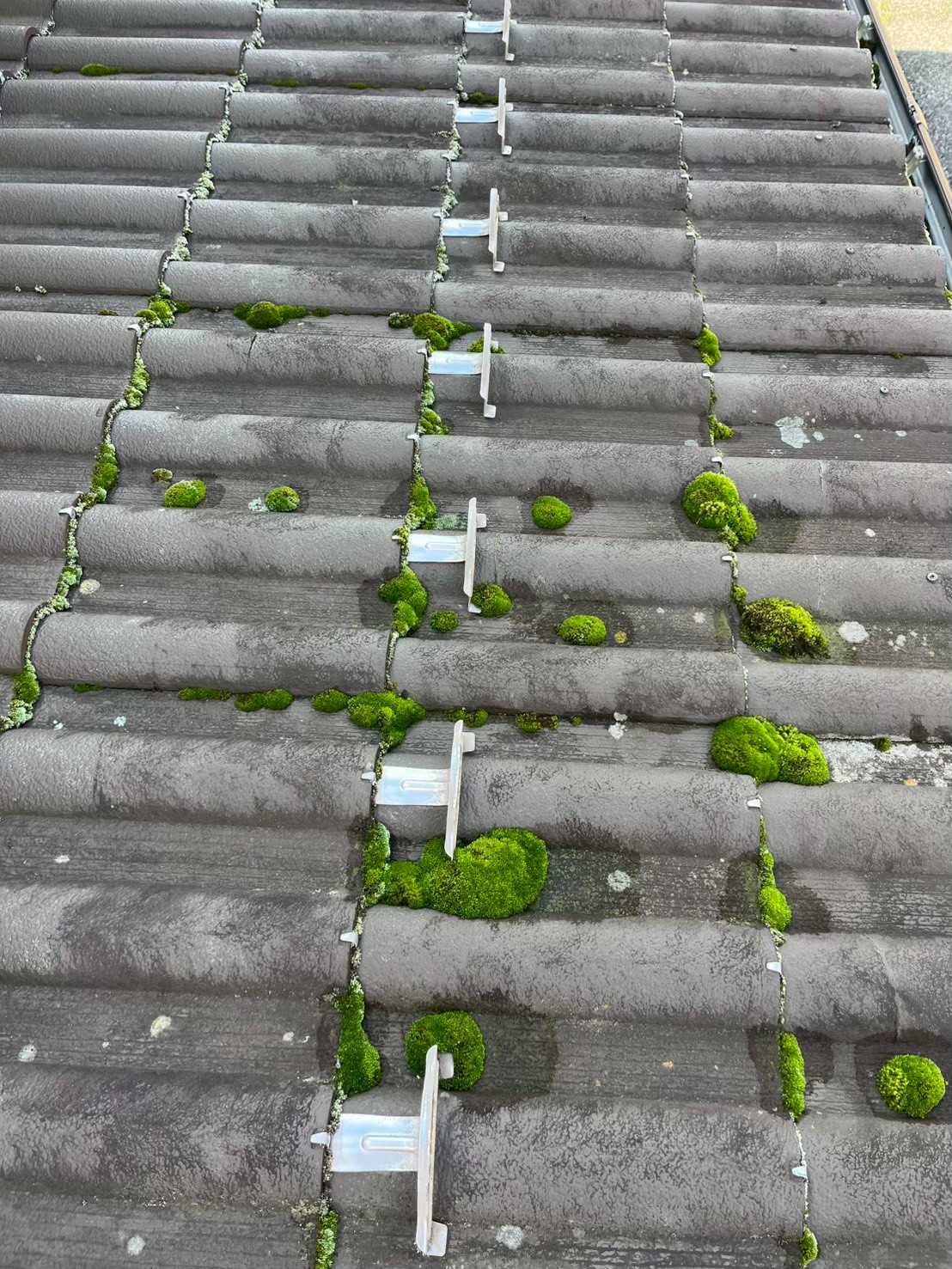 屋根調査 (6)