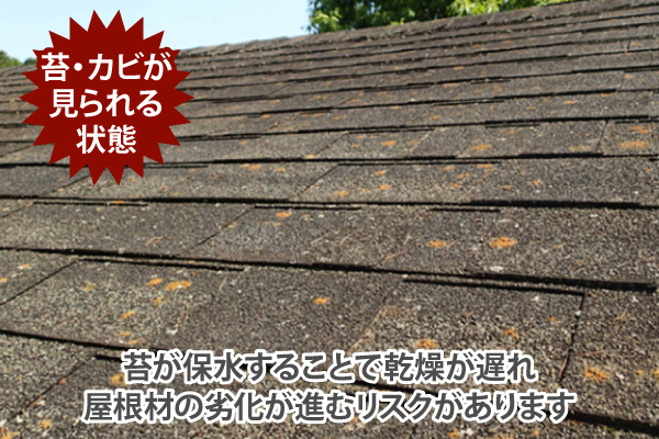 苔が保水することで乾燥が遅れ、屋根材の劣化が進むリスクがあります